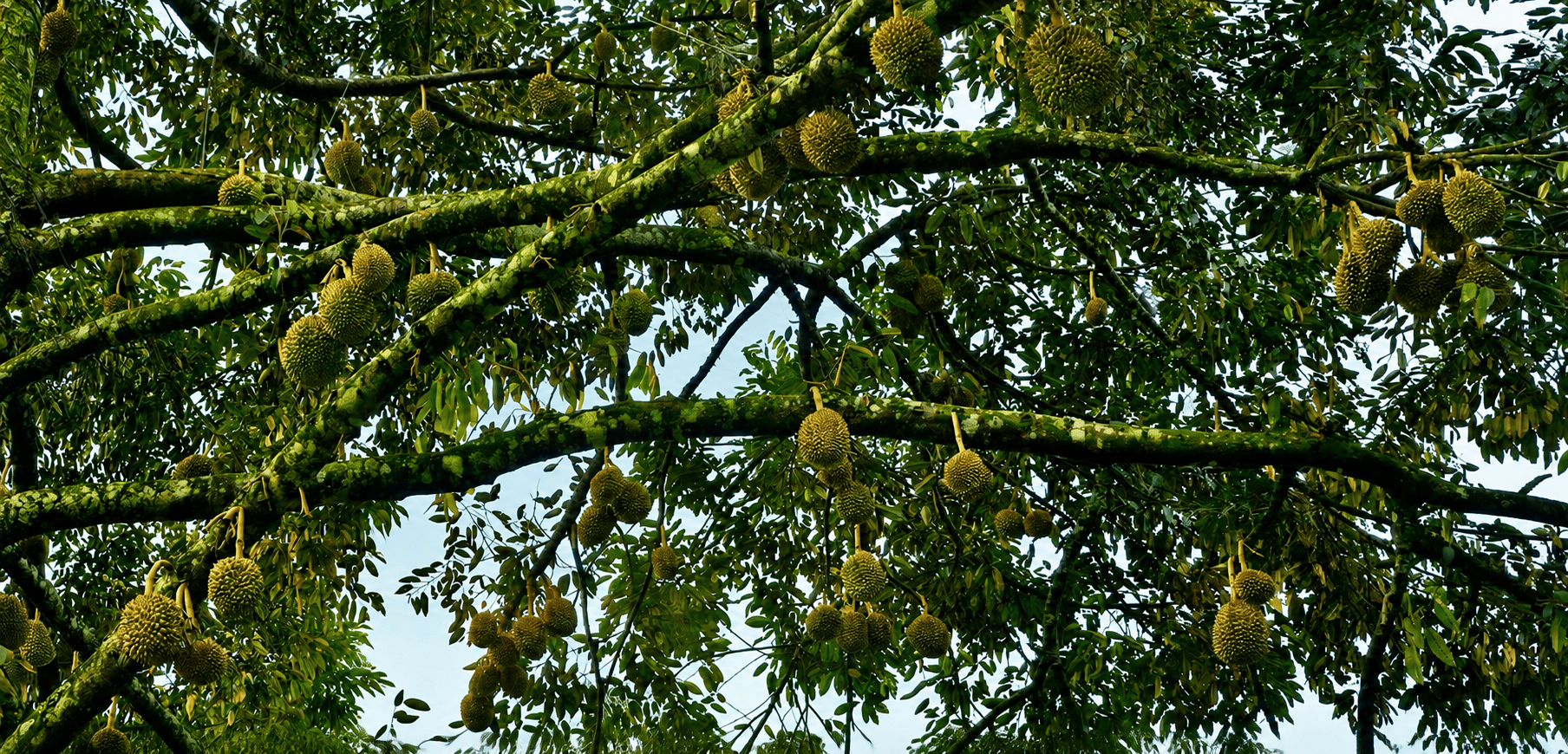 Durian Farm in Davao