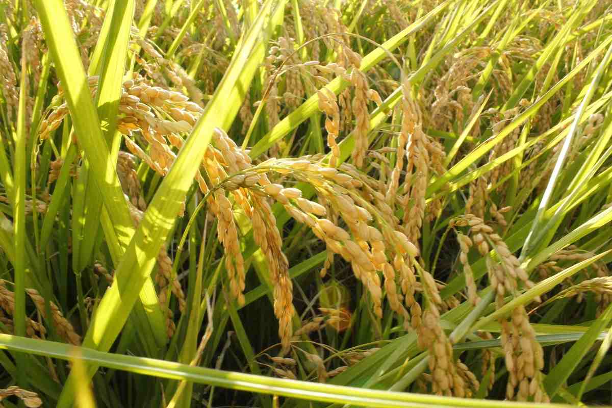 Rice & Corn Farm in Tarlac