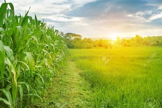 Rice & Corn Farm in Tarlac