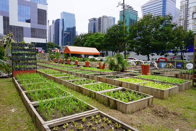 Urban Rooftop Farm in Quezon City