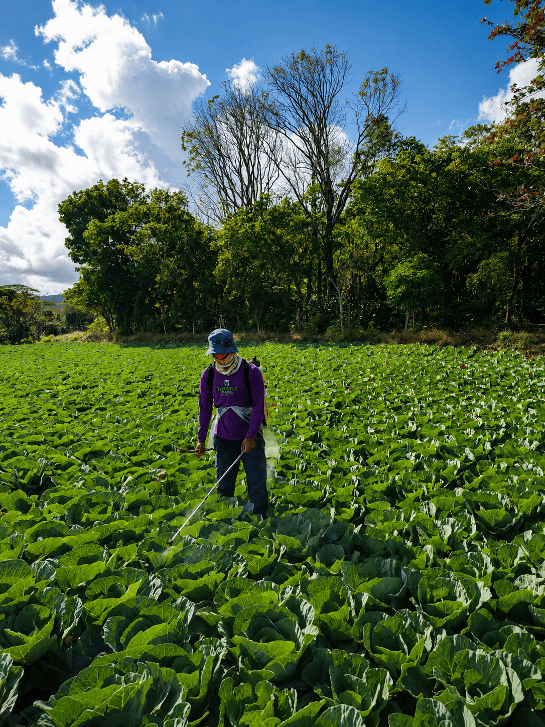 Agricultural landscape